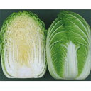 飛躍(N-189) コートL5,000粒 白菜 ハクサイ はくさい
