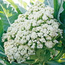 花椰菜 カリフローレ60 2500粒(Lコート) グストイタリア ダイヤ交配