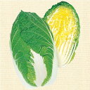 黄ごころ75白菜(き・75) タキイ交配 L5千粒5センR 白菜 ハクサイ はくさい