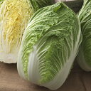 黄づつみ90 ペレット5000粒 白菜 ハクサイ はくさい