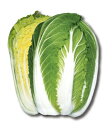 すて黄80 20ml 白菜 ハクサイ はくさい 宇治交配