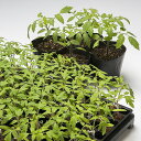 キングバリア タキイ交配 1000粒1センR トマト とまと 蕃茄