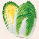 きらぼし85白菜 タキイ交配 20ml 白菜 ハクサイ はくさい