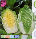 ちよぶき70 白菜 ペレット5千粒 白菜 ハクサイ はくさい