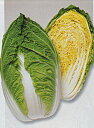 晴舞台65白菜 タキイ交配 ペレットL5千粒5センR 白菜 ハクサイ はくさい