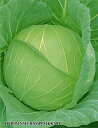 晩生藍宝ひかり ペレット 5000粒 キャベツ ノウリン交配