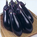 千両二号茄子 タキイ交配 PVP 2000粒2センR ナス なす 茄子