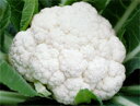 雪まつり コート種子L(5000粒) カリフラワー 武蔵野交配