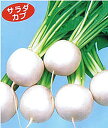 こけし キダネFC 2dl かぶ カブ 蕪 ノウリン交配