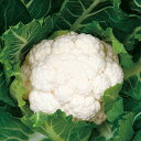 オーナメントホワイト (SK2-623) ペレット5千粒缶 カリフラワー