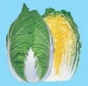 黄愛75 5000粒(L) 白菜 ハクサイ はくさい