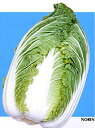 CR歓喜No.100 ペレット 5000粒 白菜 ハクサイ はくさい ノウリン交配