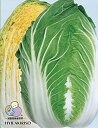 秋理想 ペレット 5000粒 白菜 ハクサイ はくさい ノウリン交配