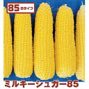 ミルキーシュガー85 2000粒 とうもろこし トウモロコシ 玉蜀黍 ダイヤ交配