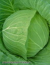 早生藍宝つばさ ペレット 5000粒 キャベツ ノウリン交配