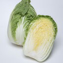 黄づつみ95 ペレット5000粒 白菜 ハクサイ はくさい
