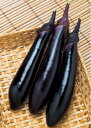 黒陽茄子 タキイ交配 2000粒2センR ナス なす 茄子