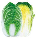 夏の祭典 20ml 白菜 ハクサイ はくさい