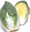 春笑白菜(はるわらい) プライミングペレット タキイ交配 L5千粒5センR 白菜 ハクサイ はくさい