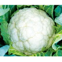 琴月 コート5000粒 カリフラワー