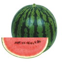 夏時間(新発売) 200粒詰 スイカ すいか 西瓜 宇治交配