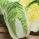 黄づつみ78 ペレット5000粒 白菜 ハクサイ はくさい