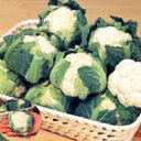 美星 ペレット5千粒 カリフラワー