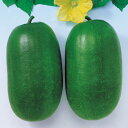 近成とうがん(俵型) 500粒 冬瓜 トウガン とうがん F1 中原採種場