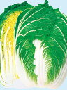 新理想 ペレット 5000粒 白菜 ハクサイ はくさい ノウリン交配
