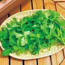 白茎三ツ葉(関西系) 1L 三つ葉 みつば ミツバ