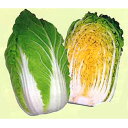 春すて黄 20ml 白菜 ハクサイ はくさい 宇治交配
