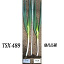 深緑のほほえみ TSX-489 1DL 葱 ネギ ねぎ ダイヤ交配