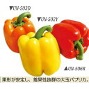 UN-506R(赤) 500粒 ピーマン ぴーまん ウエキ交配 横浜植木