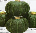 パンプキッズ 500粒 南瓜 カボチャ かぼちゃ