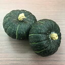 ほっくりはん(ミニ) 500粒 南瓜 カボチャ かぼちゃ