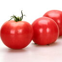耐病竜福 1000粒 トマト とまと 蕃茄