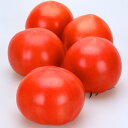 いちふく ベレット1000粒 トマト とまと 蕃茄