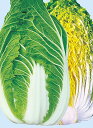 あきめき ペレット 5000粒 白菜 ハクサイ はくさい ノウリン交配