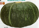 栗五郎 1000粒 南瓜 カボチャ かぼちゃ