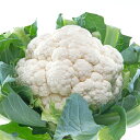 雪うらら Lコート5000粒 カリフラワー 武蔵野交配