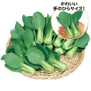 シャオパオ ミニチンゲンサイ 2dl 青梗菜 チンゲン菜 チンゲンサイ ちんげんさい