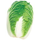 京都三号白菜(晩生) 1L 白菜 ハクサイ はくさい