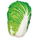 野崎二号白菜(早生) 1l1L 白菜 ハクサイ はくさい