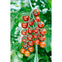 リトルジェムダブル 1000粒 トマト とまと 蕃茄