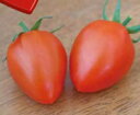 トマトベリーオペラ 600粒 トマト とまと 蕃茄 ダイヤ交配